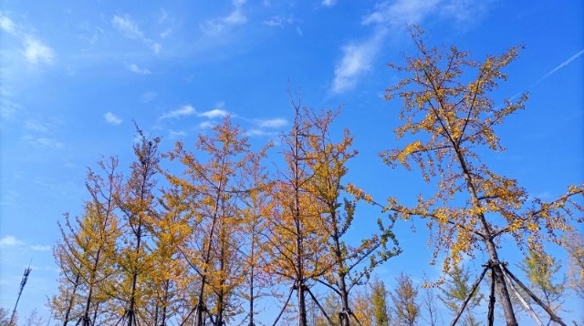 ?多彩的秋天，繽紛的秋葉