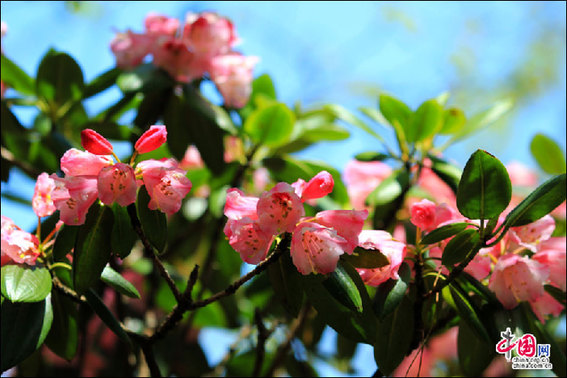安徽黃山“高山玫瑰”盛開(kāi) 進(jìn)入最佳觀賞期 安徽黃山“高山玫瑰”盛開(kāi) 進(jìn)入最佳觀賞期