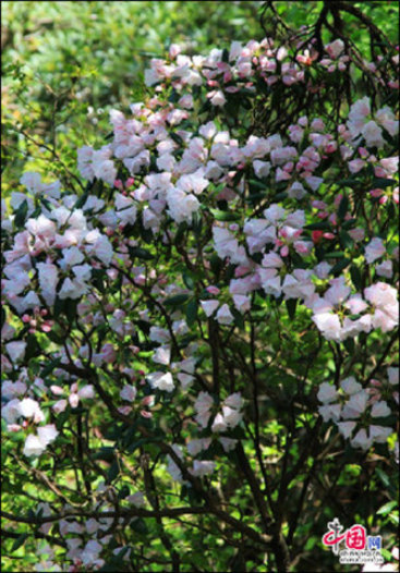 安徽黃山“高山玫瑰”盛開(kāi) 進(jìn)入最佳觀賞期 安徽黃山“高山玫瑰”盛開(kāi) 進(jìn)入最佳觀賞期