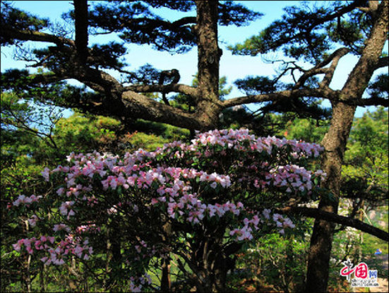 安徽黃山“高山玫瑰”盛開(kāi) 進(jìn)入最佳觀賞期 安徽黃山“高山玫瑰”盛開(kāi) 進(jìn)入最佳觀賞期