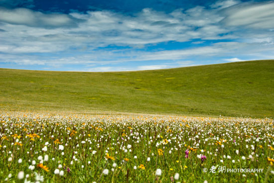 新浪旅游配圖:若爾蓋草原 攝影:老湖