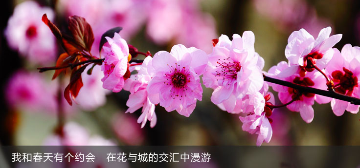 我和春天有個約會 在花與城的交匯中漫游 我和春天有個約會 在花與城的交匯中漫游